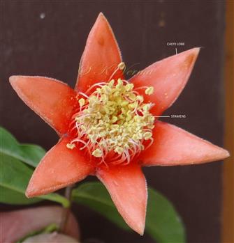  Flower with corolla removed